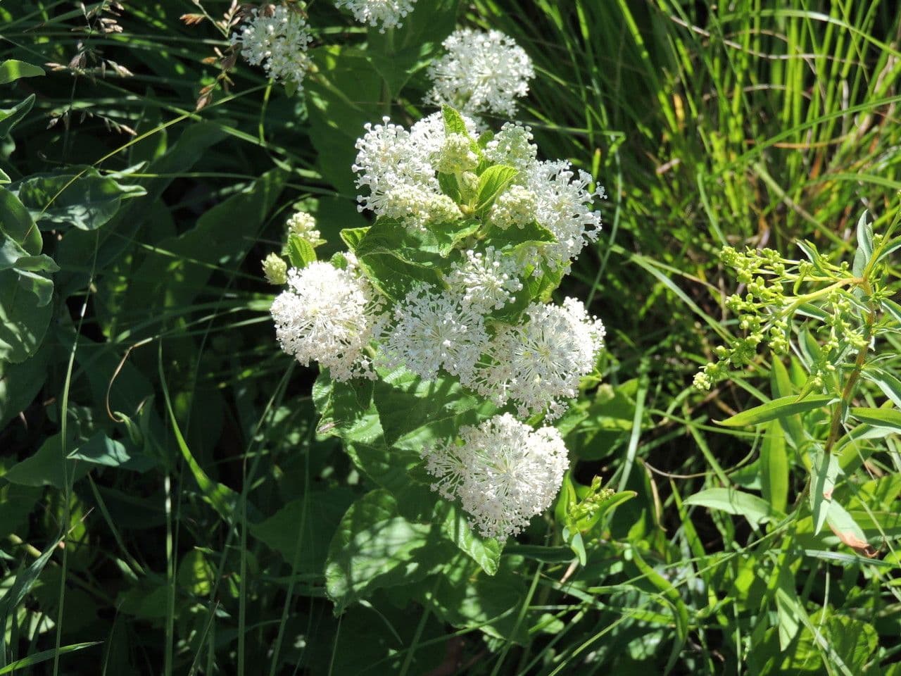 Ceanothus americký 12