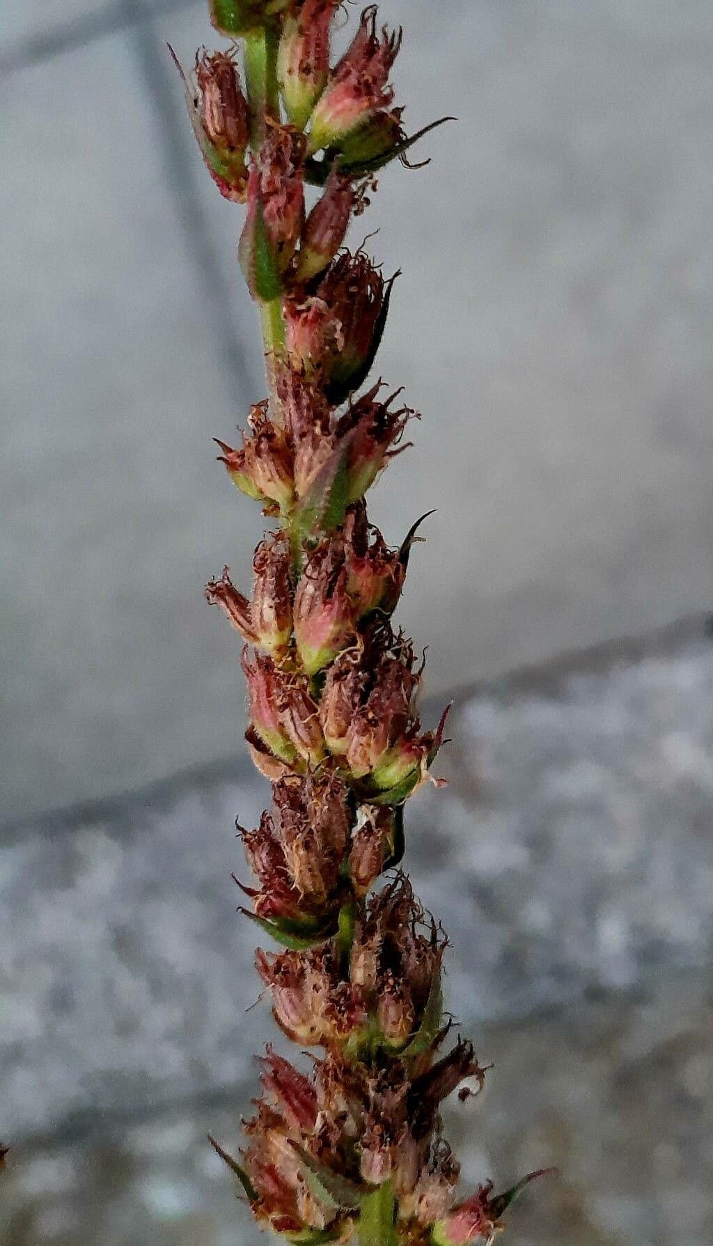 Salcerella