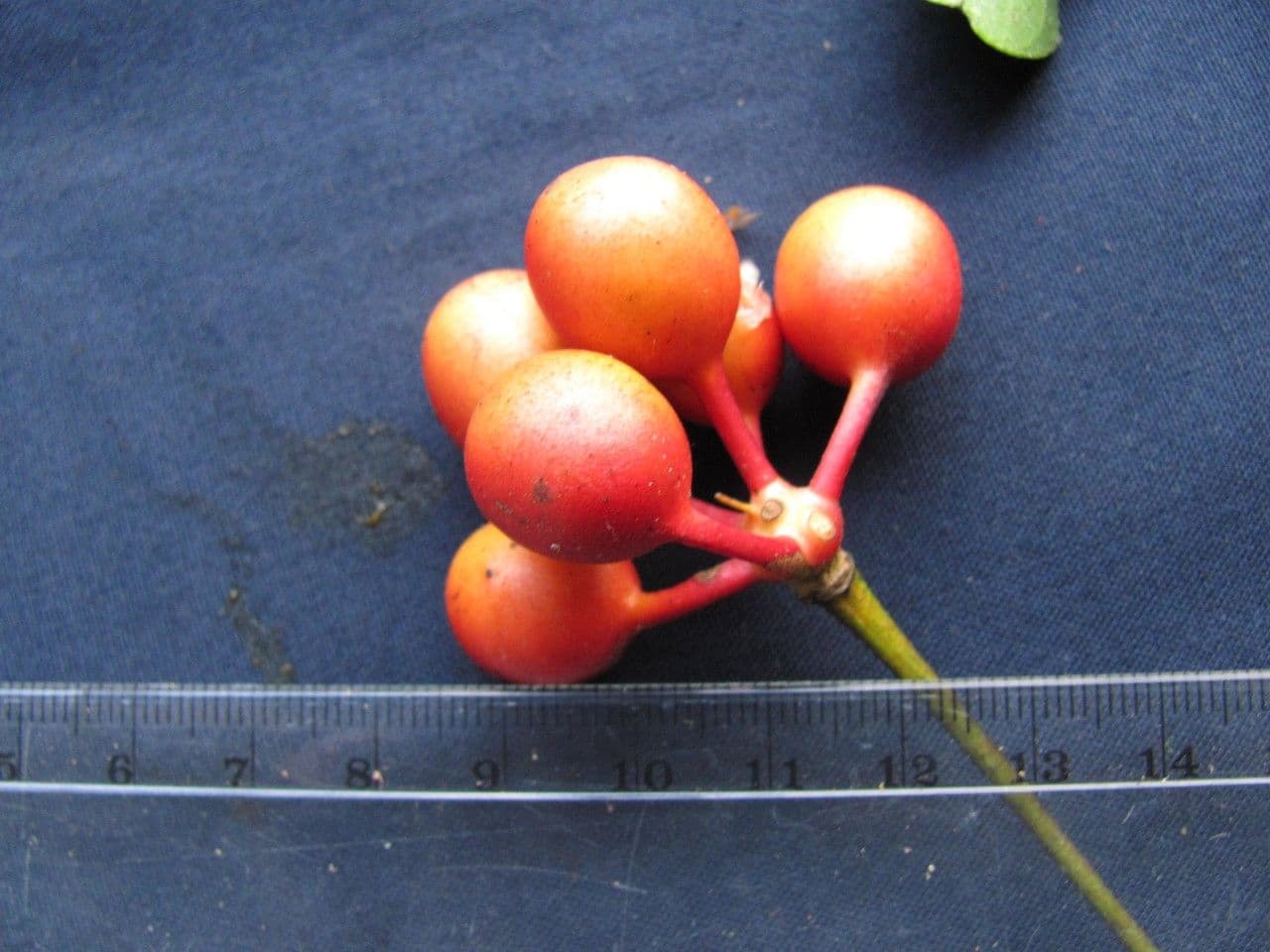 Desmopsis 3