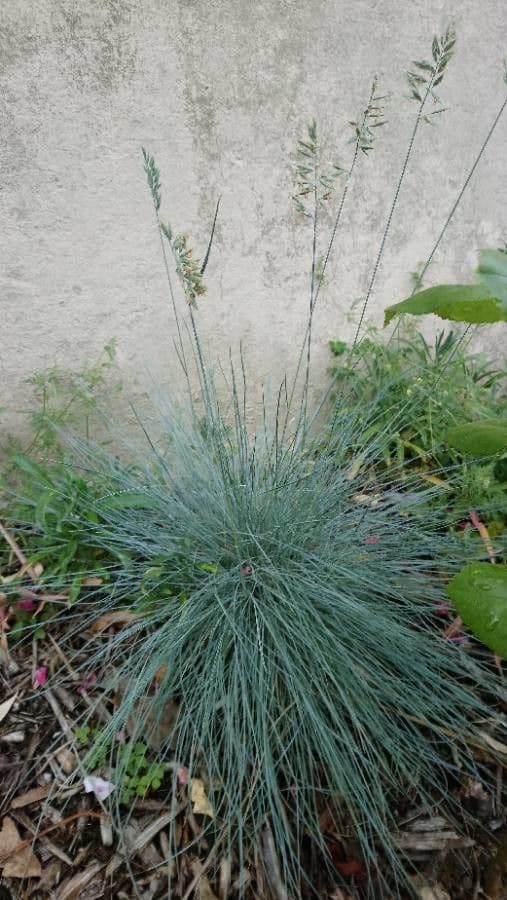 Festuca filiforme 19