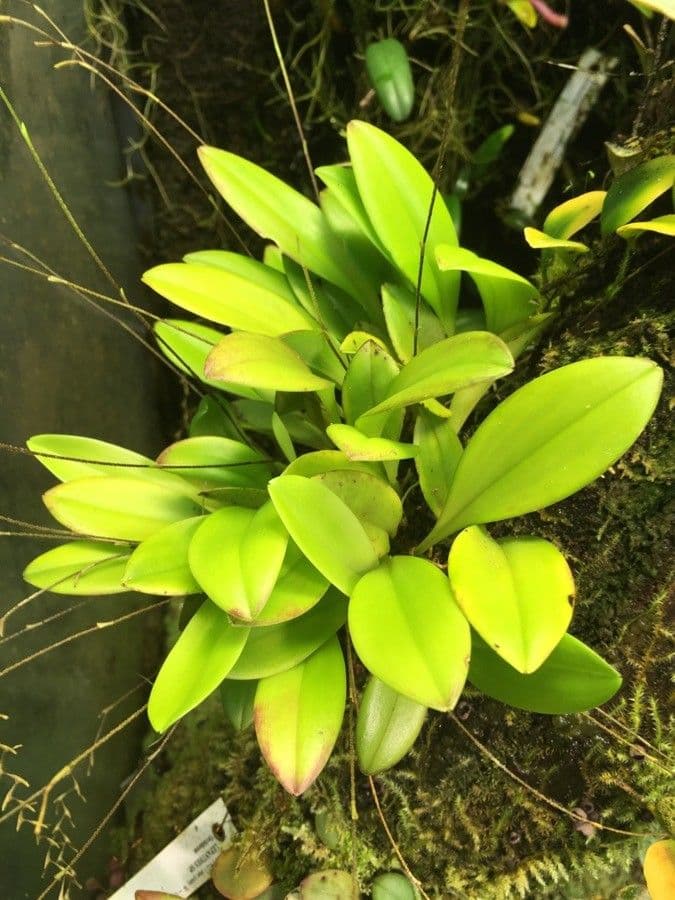 Scaphosepalum 3
