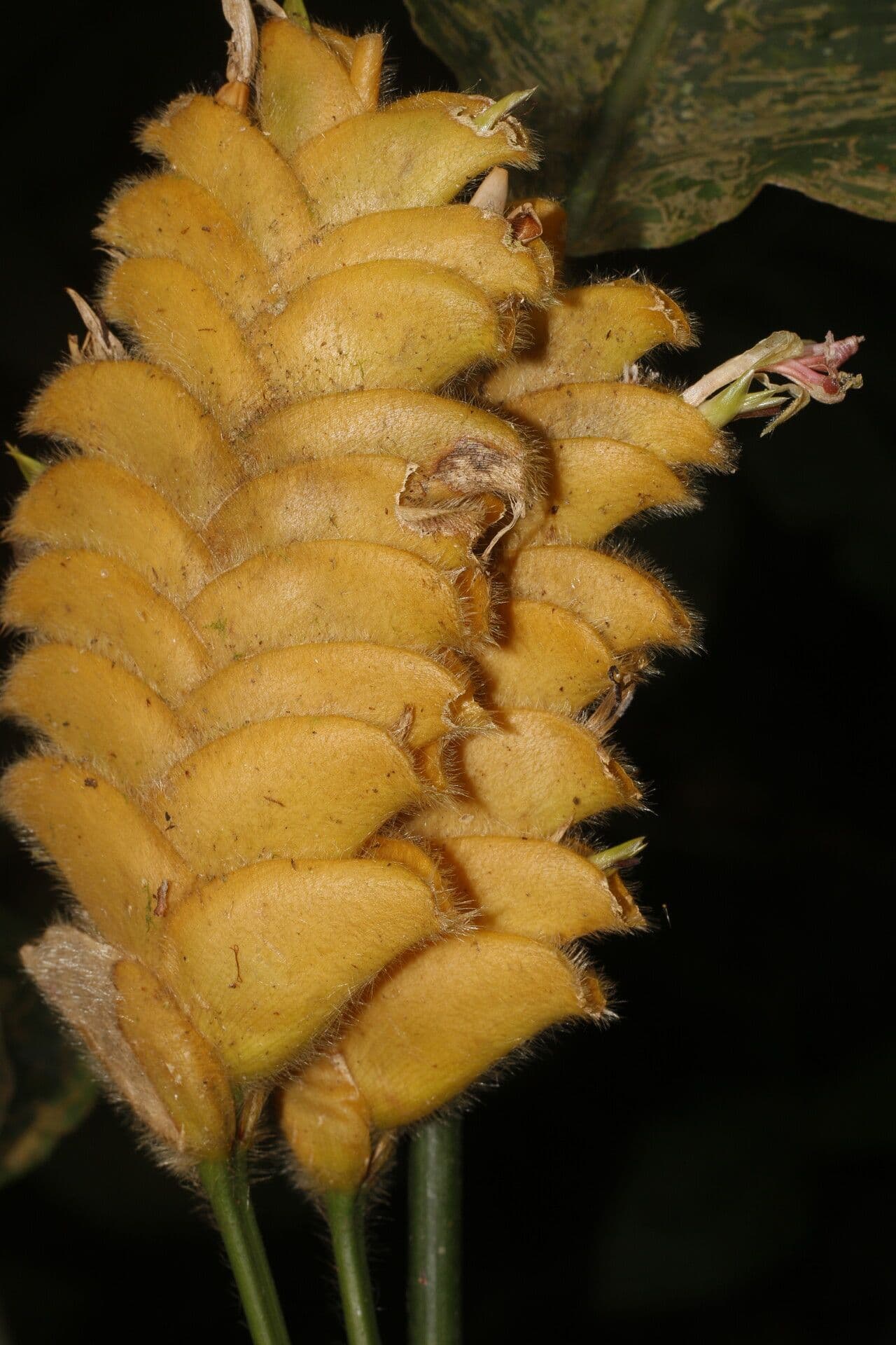 Kalatea