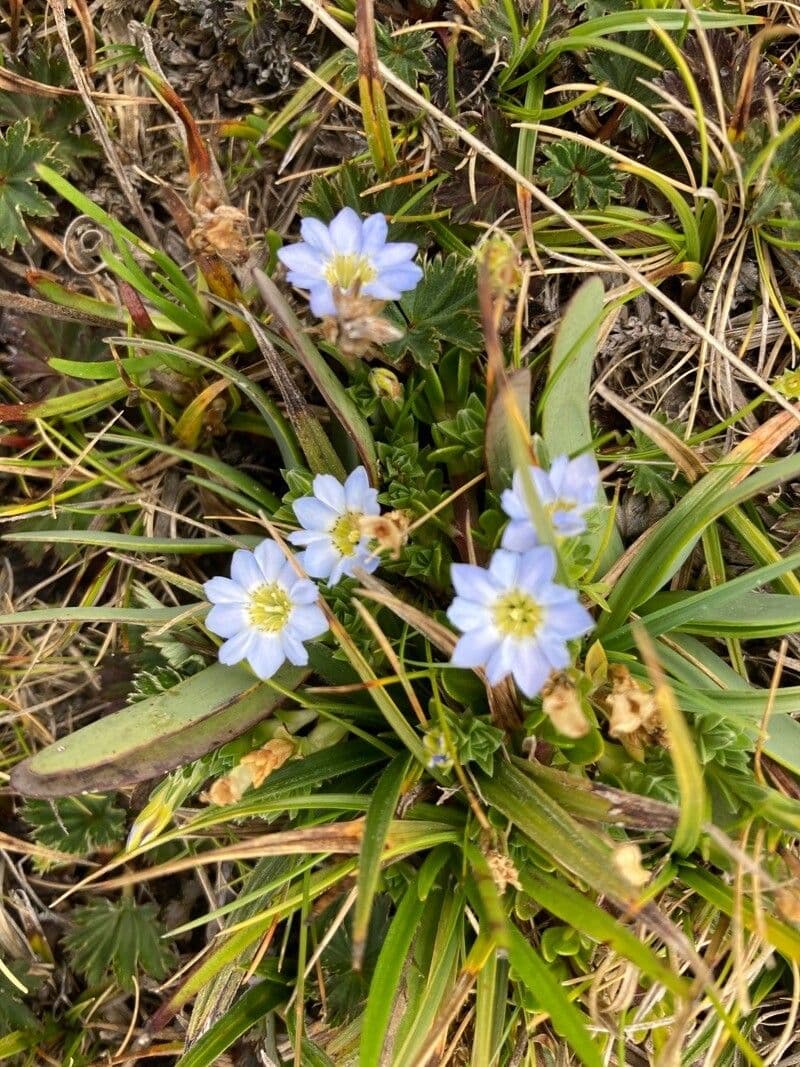 Genziana sedifolia 5