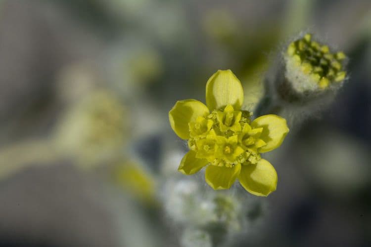 Baileya pauciradiata 3