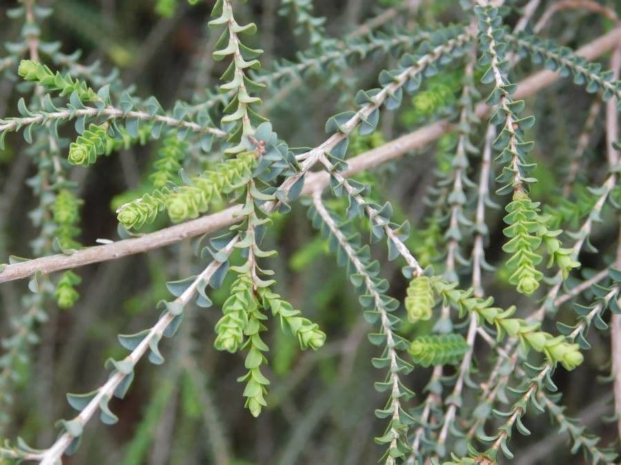 Melaleuca 4