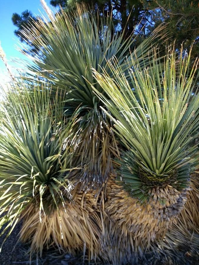 Utah-Agave 15