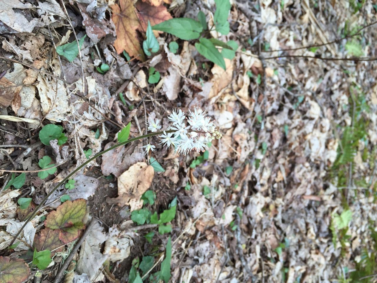 Schaumblüte 23