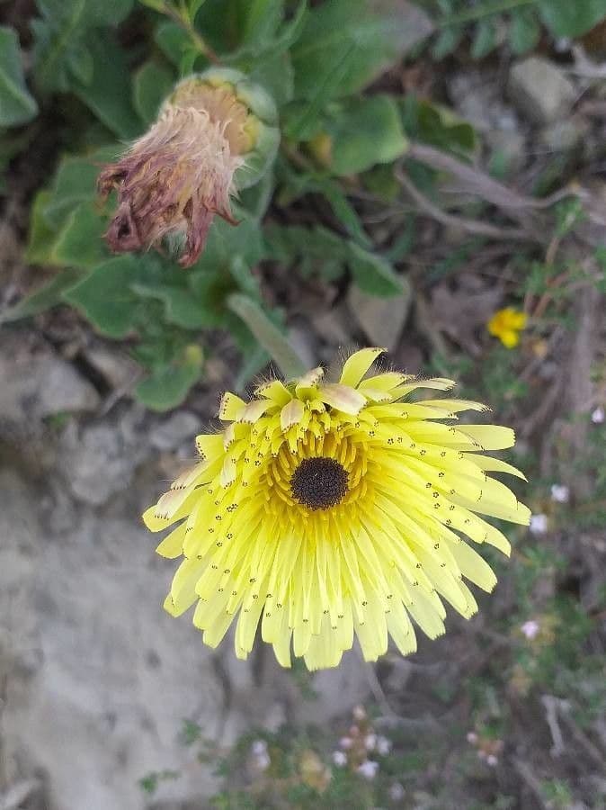 Tolpis barbata 6