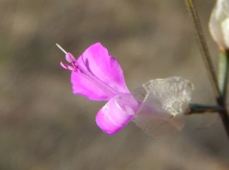Dicliptera resupinata 2