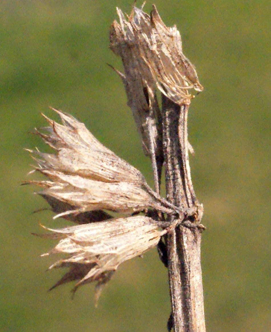 Issopo 5