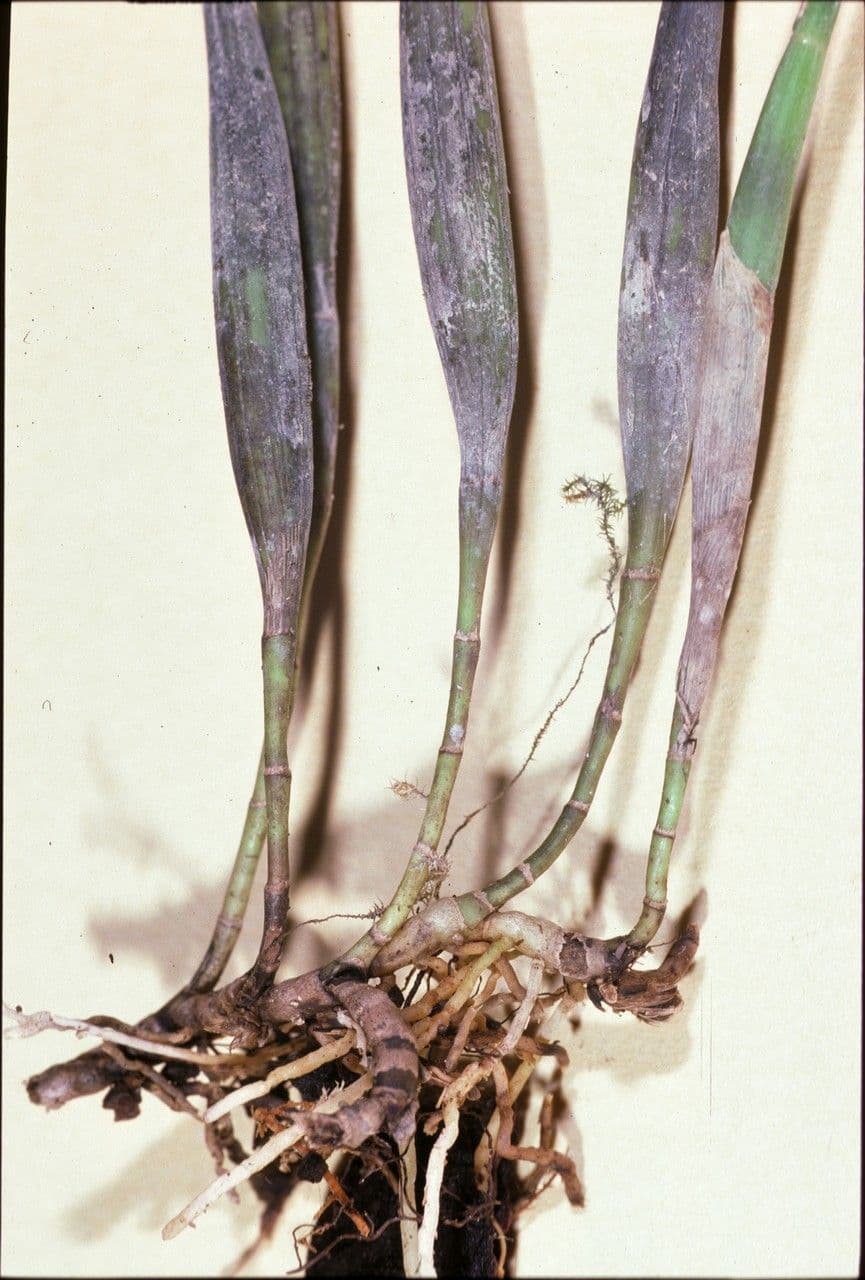Scaphyglottis 6