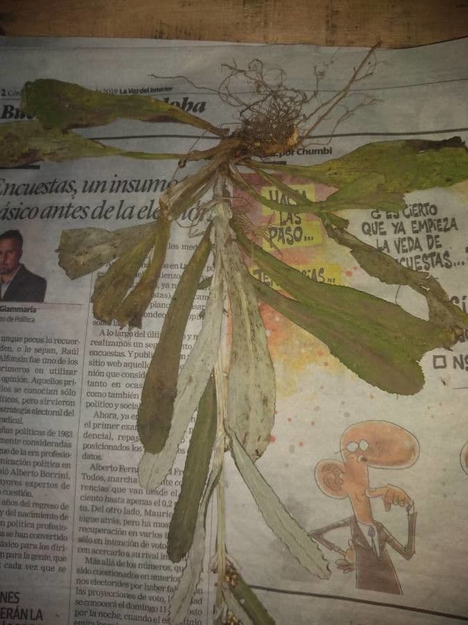 Gnaphalium americano 16