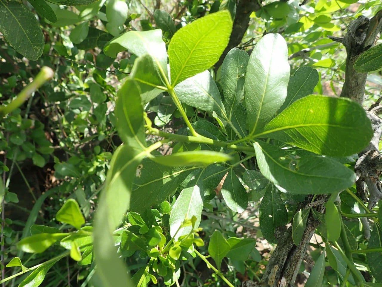 Vepris 7
