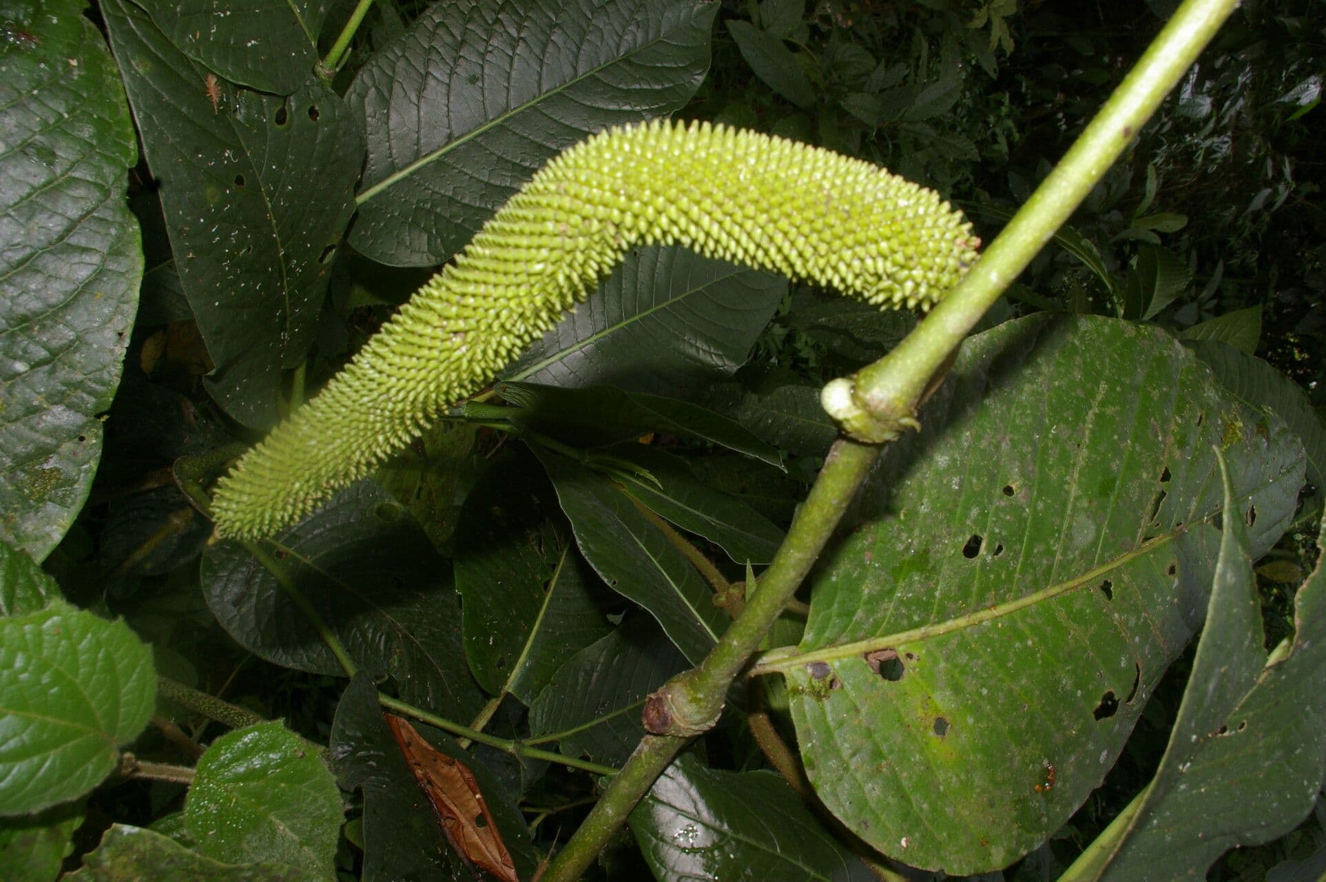 Pimienta prismática