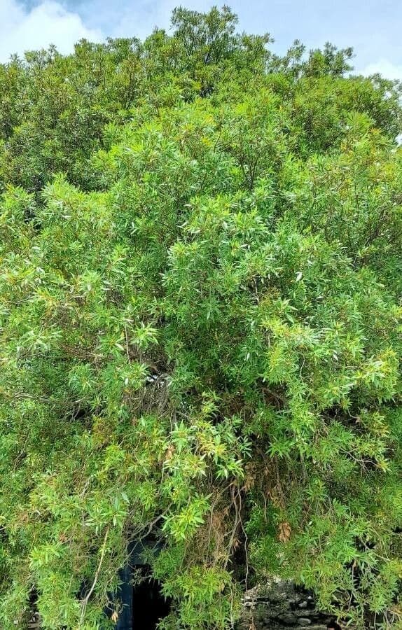 Lithraea molleoides 8