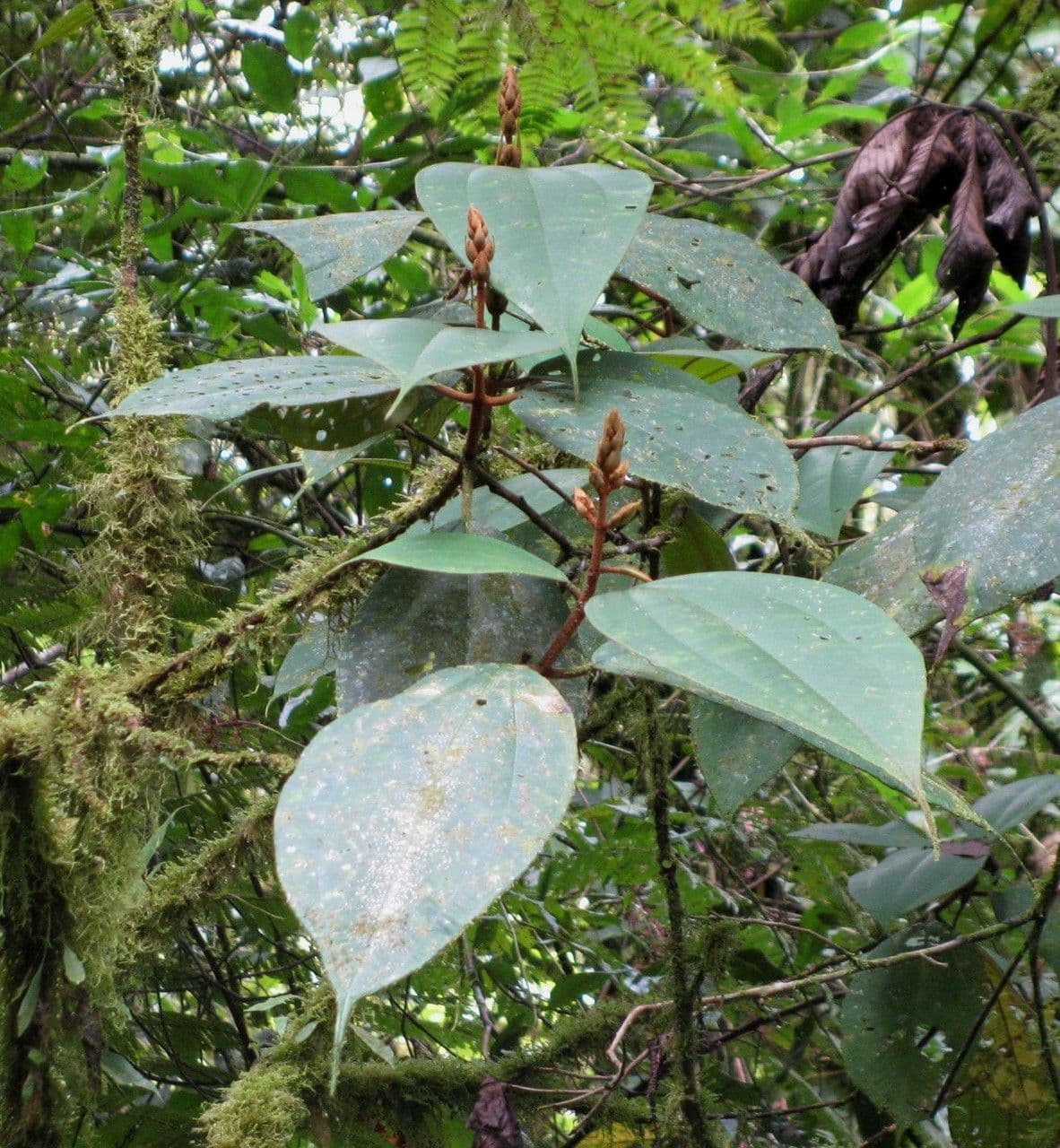 Miconia