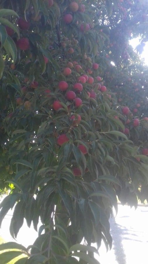 Litchi 10