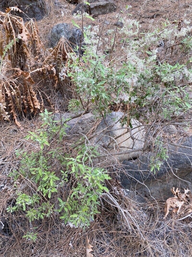 Bystropogon 6