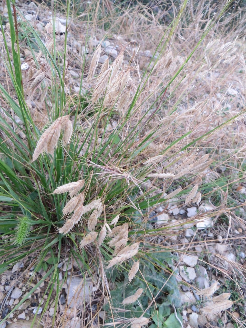 Bromus squarrosus 14