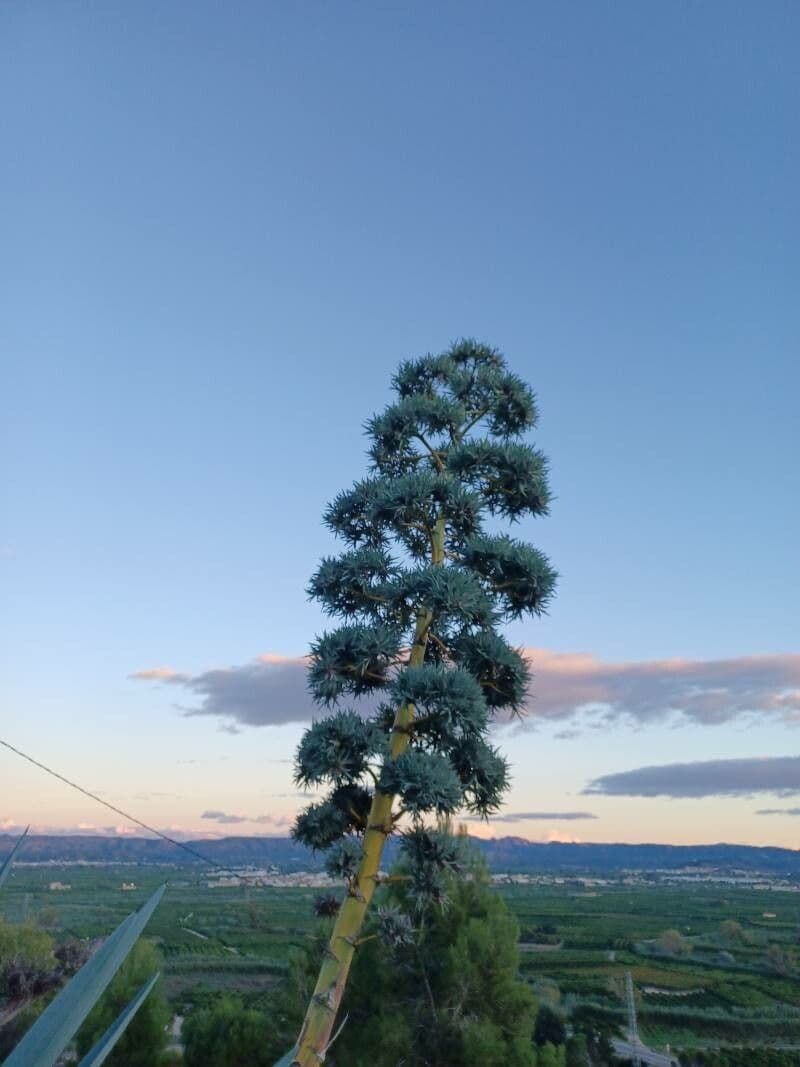 Agave fourcroydes 5