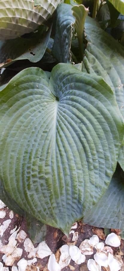 Hosta 26