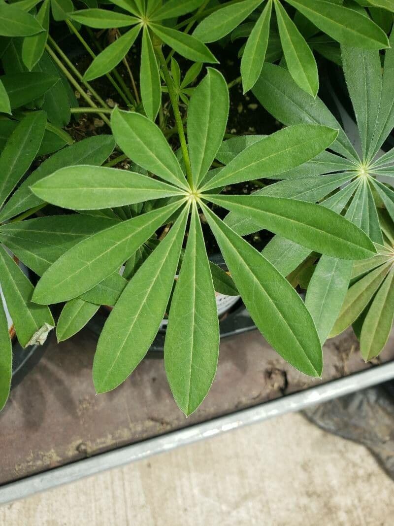Baum-Lupine 20