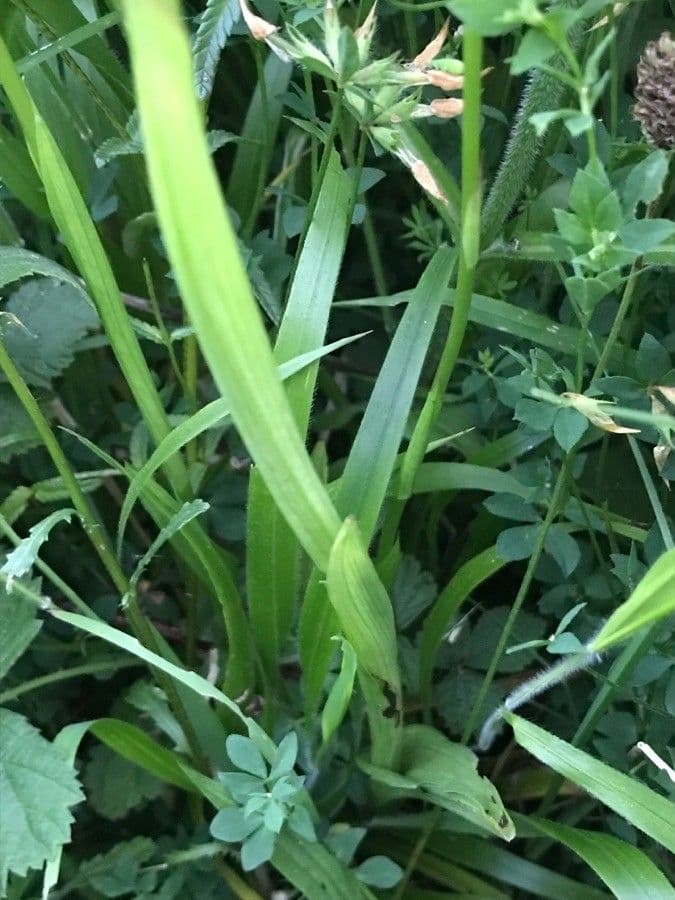 Orchis pyramidal 20