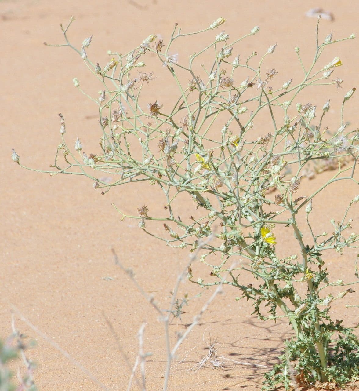 Launea mucronata 21