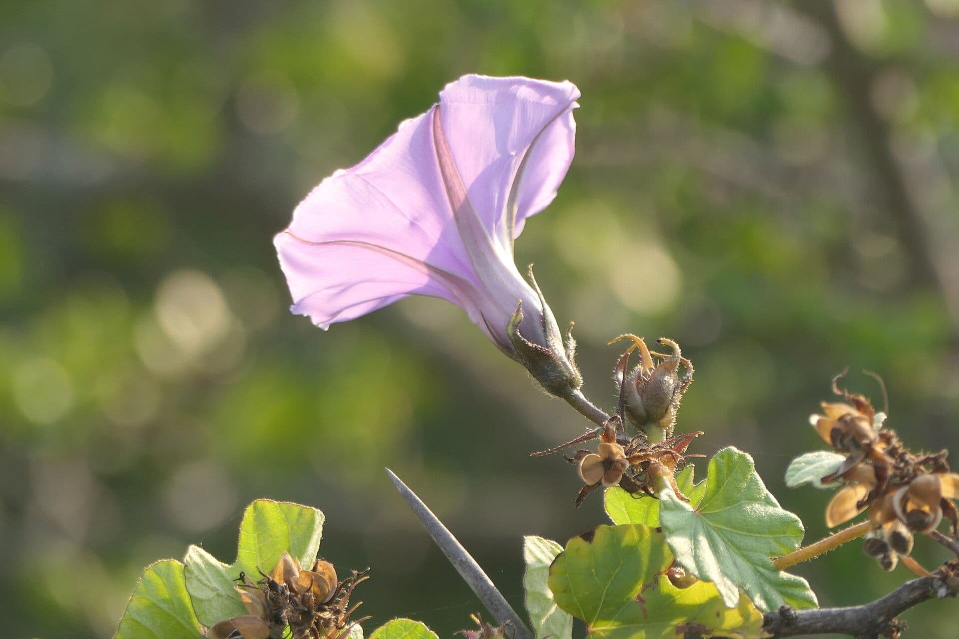 Ipomoea 3