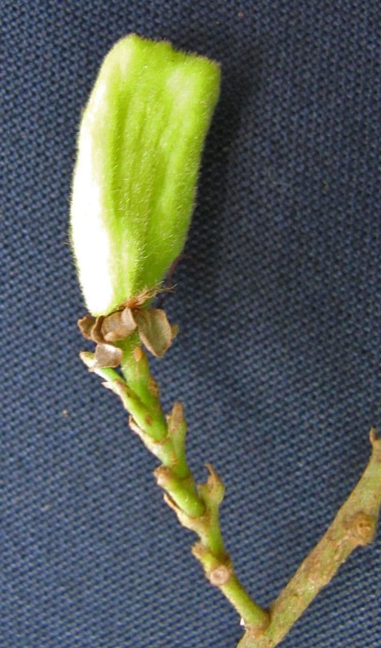Hirtella triandra 25