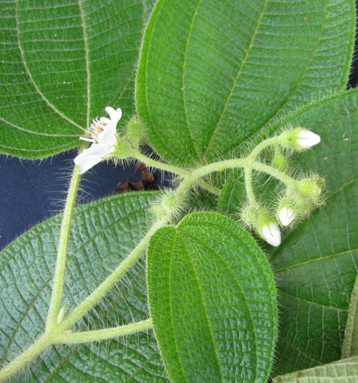 Clidemia octona 4