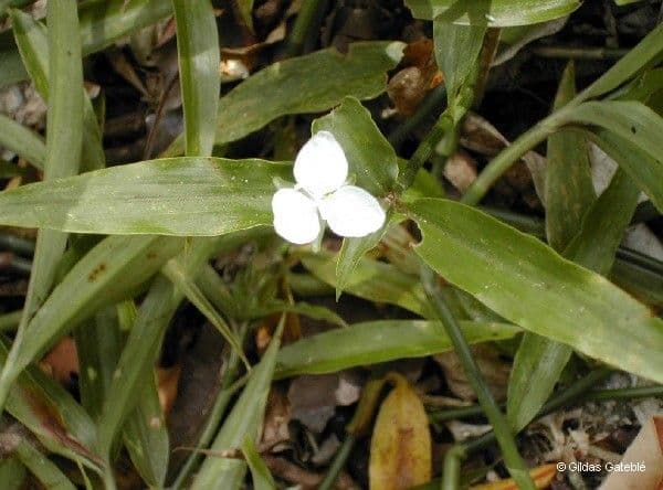 Aneilema 4