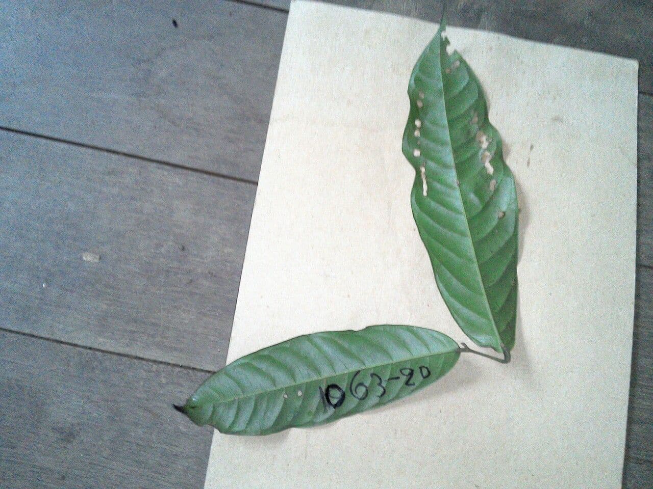 Lecythis 5