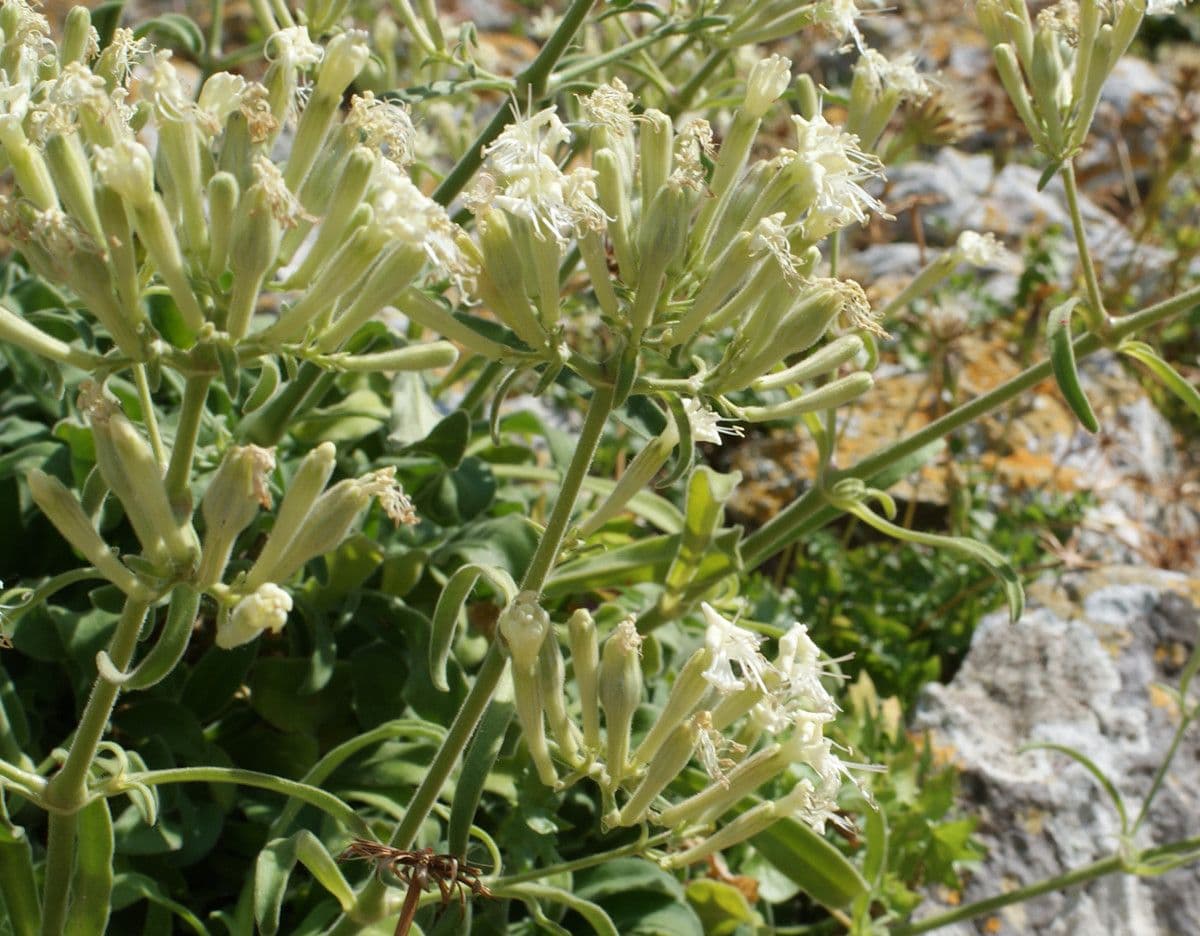 Silene 5