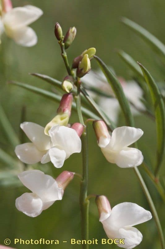 Lathyrus 21