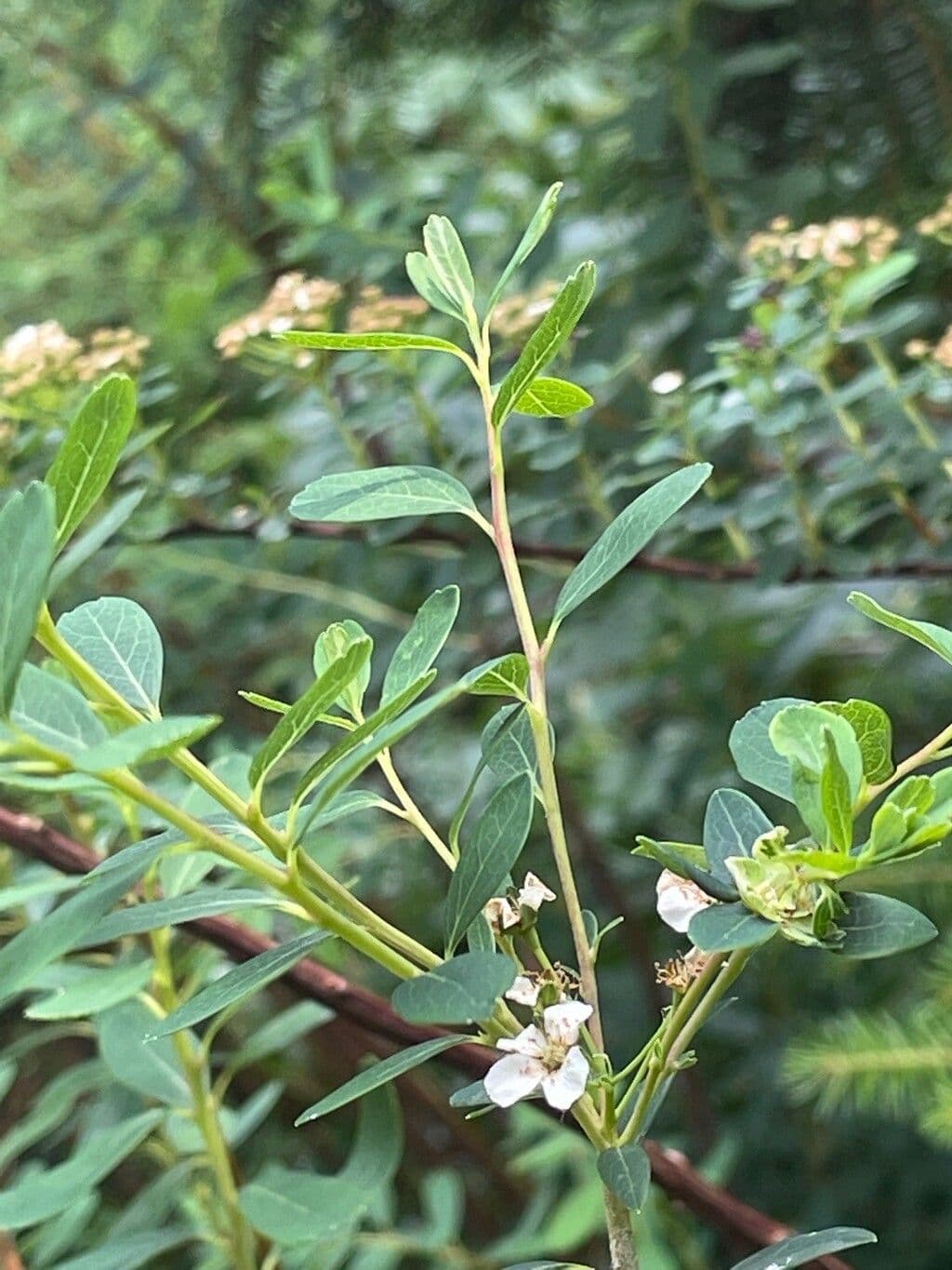 Spirea giapponese 16