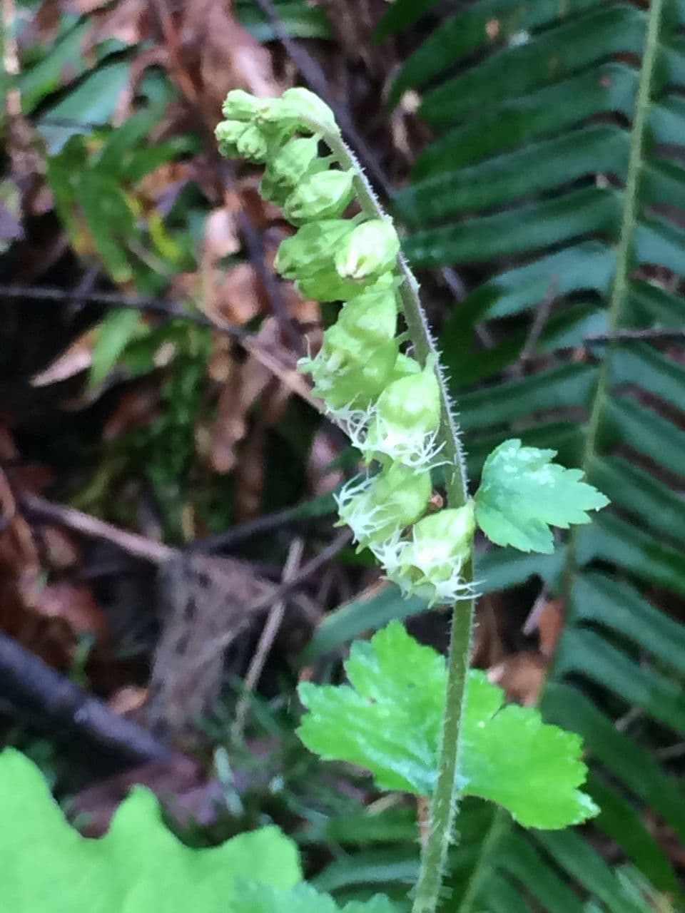 Tellima grandiflora 4