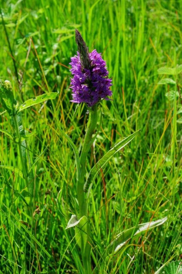 Orchide incarnata 7