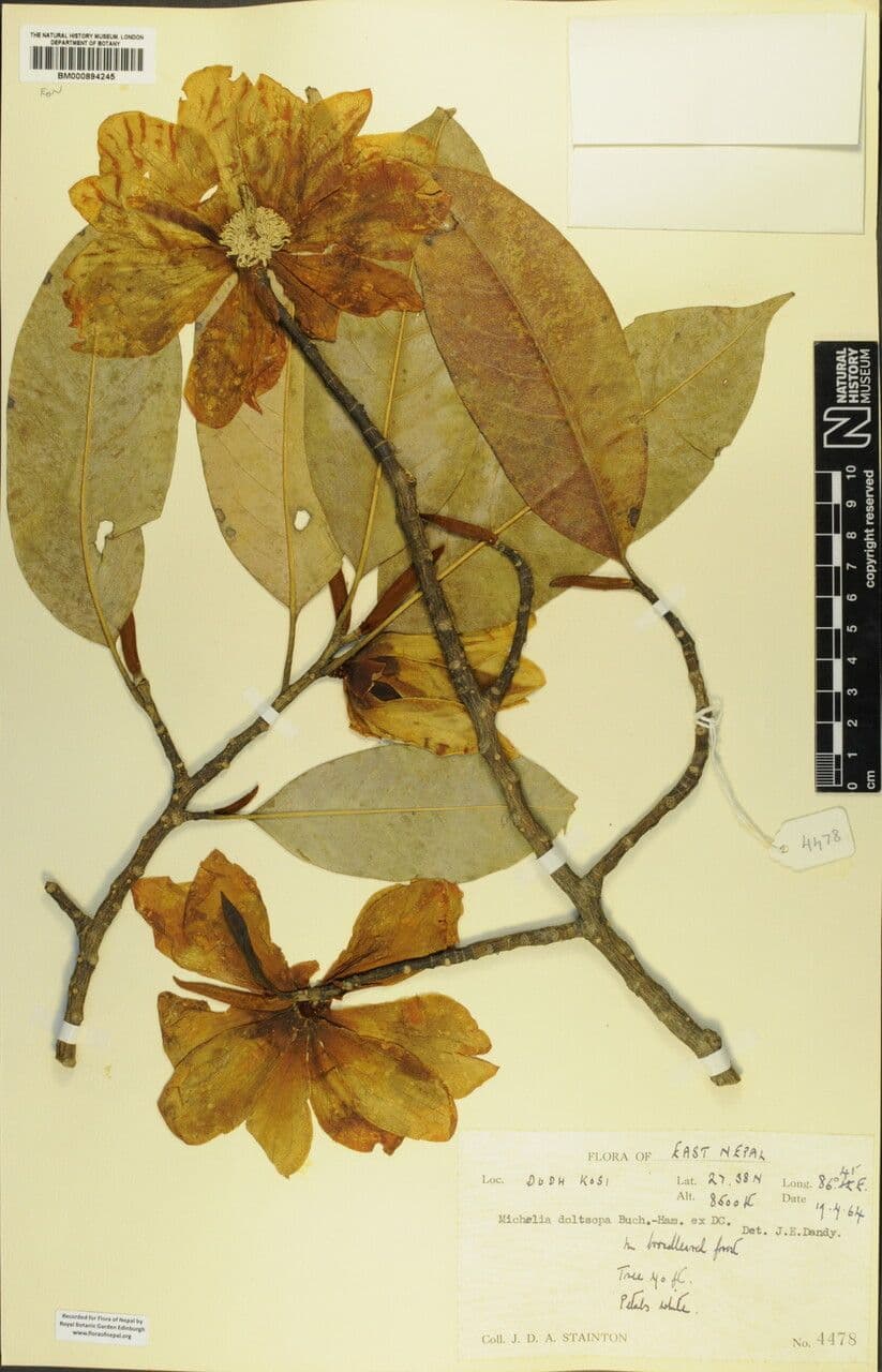 Magnolia 3