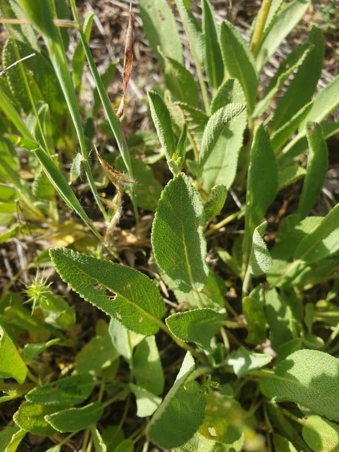 Salvia 6