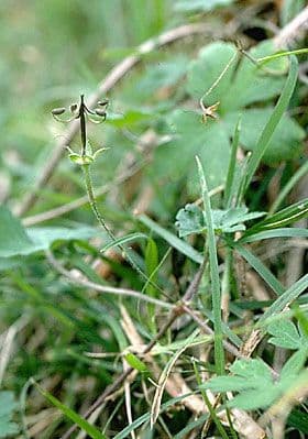 Géranium de Homean 6