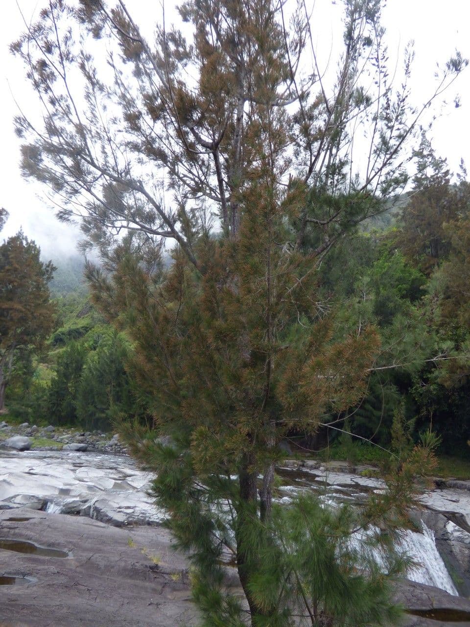 Casuarina equisetifolia 12