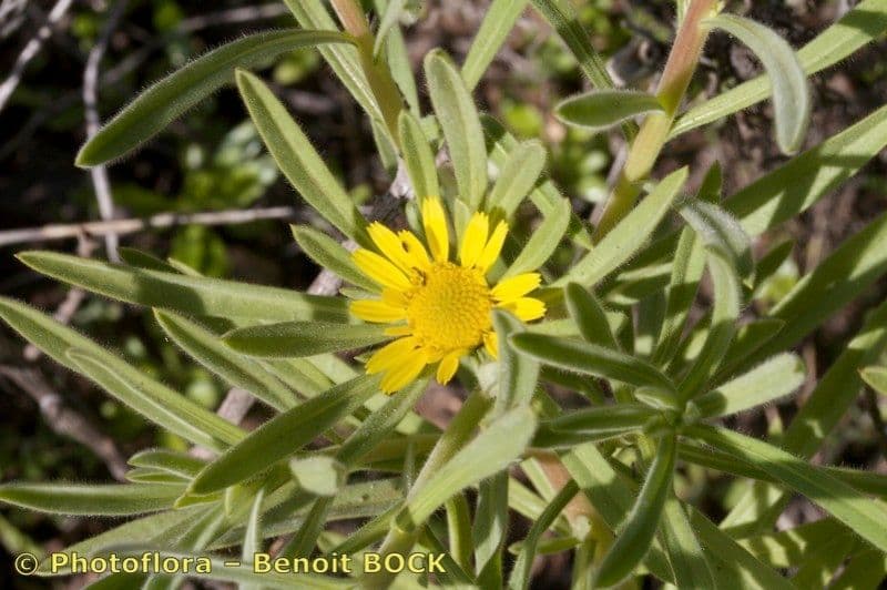 Asteriscus odorant 16