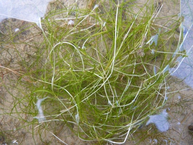 Zanichellia palustre 19