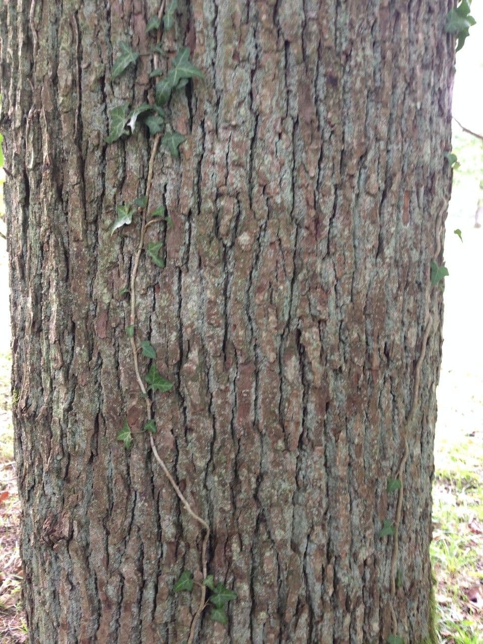 Magnolia acuminata 24