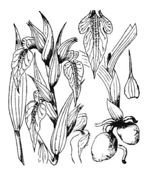Serapiade vomeracea 28