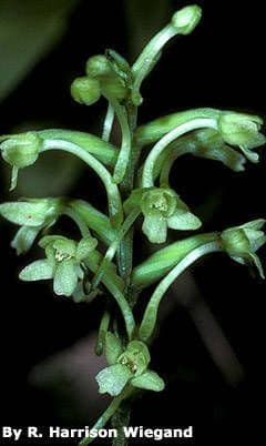 Platanthera clavellata 3
