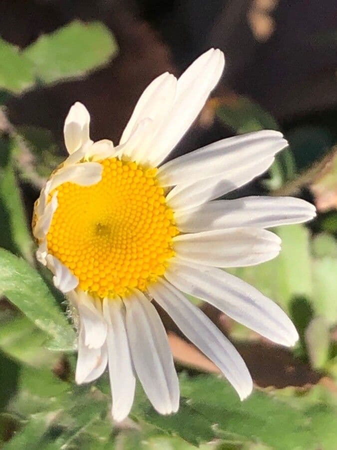 Margherita pallida