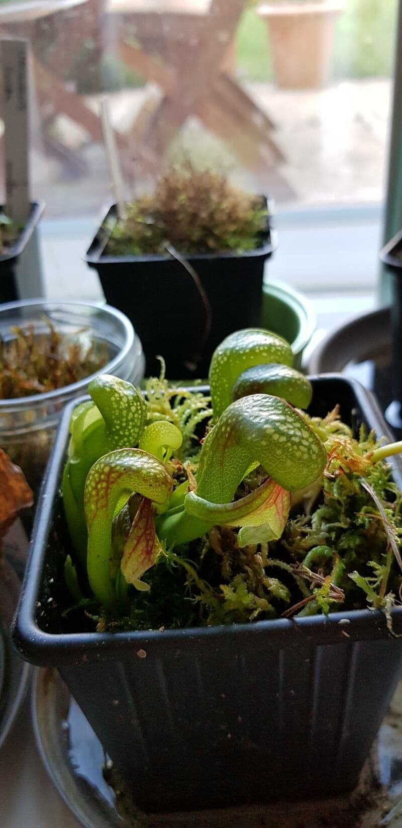 Darlingtonia californica 14