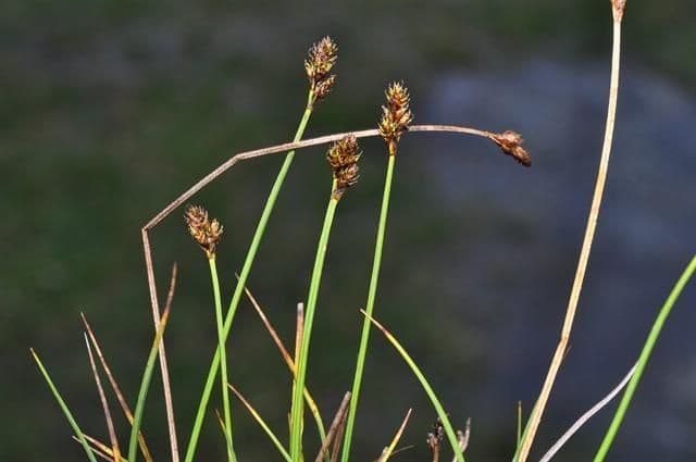 Carex di Lachenal 14
